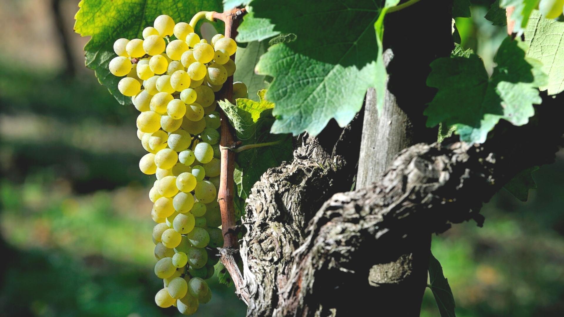 Falanghina druiven aan rank met ochtendzon in Campanië