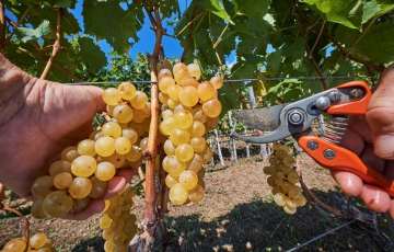 Falanghina druiven nog aan de rank tijdens oogst