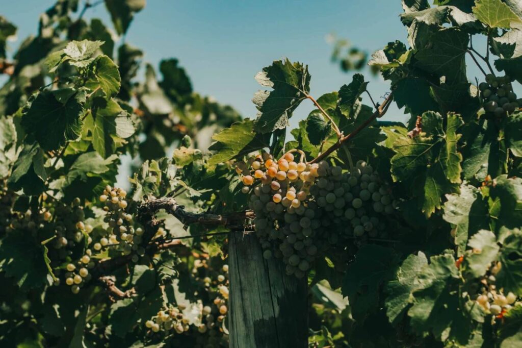 Wijngaard met Fiano-stokken op vulkanische bodem in Campanië