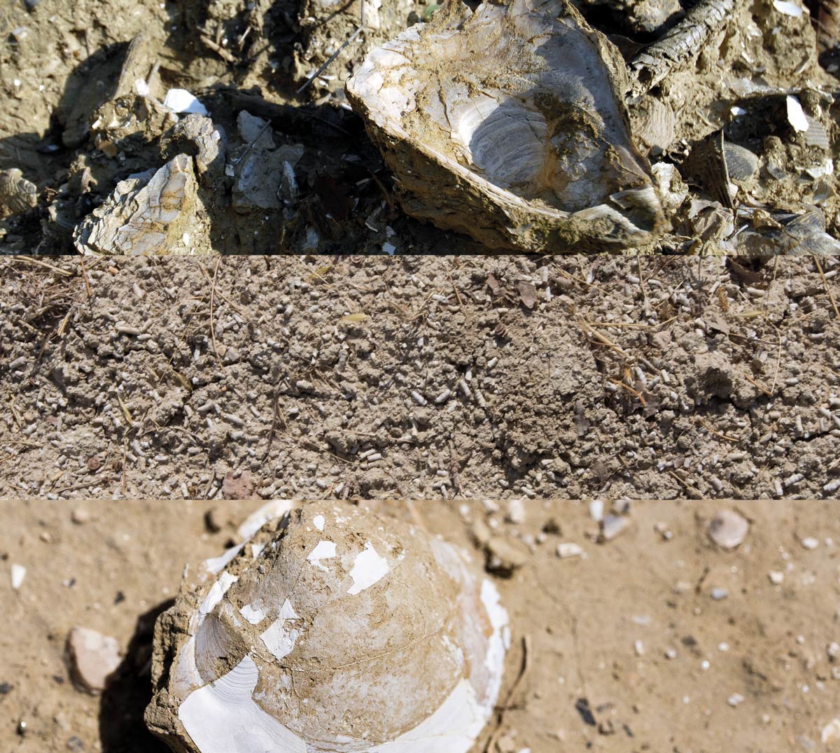 bodemgesteldheid van Fattoria Fibbiano: kalk, schelpen en oude zeebodem.