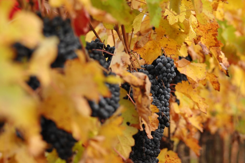 Rabosodruiven aan de ranken rijp voor de pluk