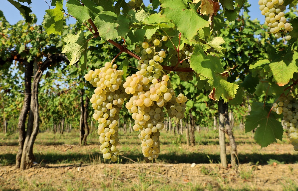 Druiventrossen Friulano met bladeren in de wijngaard in september