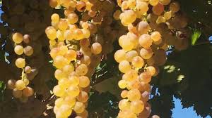 Garganega druiven aan de rank in de volle zon