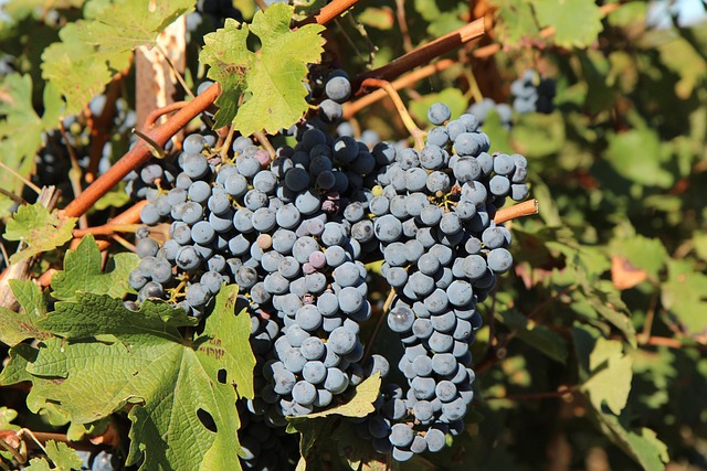 Tros rijpe Merlot druiven in Toscaanse zon