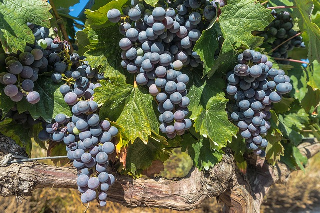 Blauwe Cabernet Sauvignon druiven aan de wijnrank in Toscane