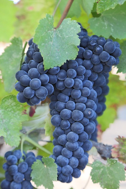 Cabernet Sauvignon druiven bijna rijp voor de oogst