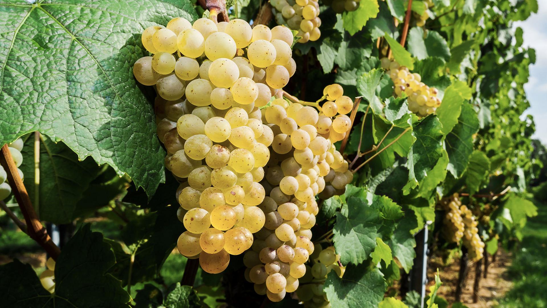 Grecanico druif voor witte wijn lekker bij bord gegrilde vis met citroen