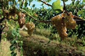 Greco di Tufo druiven aan de rank op vulkanische bodem