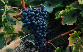 Molinara druiven in de groei