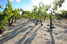 Oude Carignano wijnstok in zanderige bodem van Sulcis