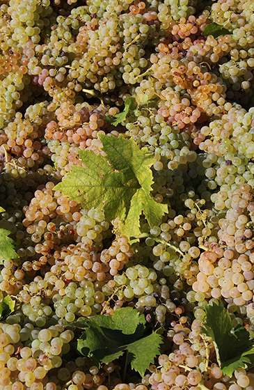 Passerino druiven vlak na de oogst