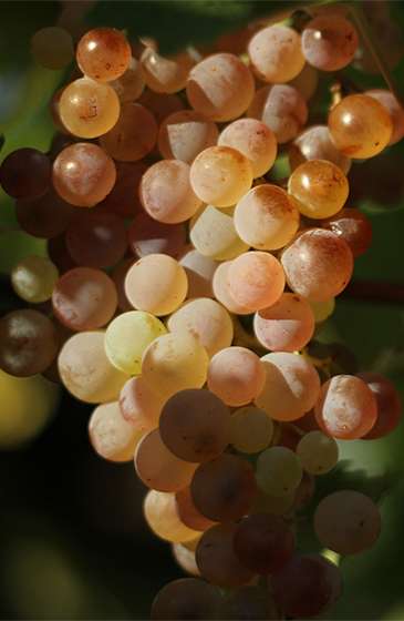 Tros Passerino bijna rijp voor de pluk