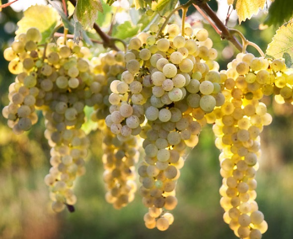 Passerina druiventros in Le Marche in ochtendlicht