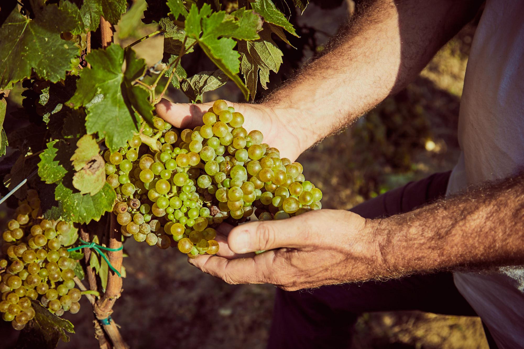 Oogst van Incrocio Manzoni 6.0.13 druiven in de ochtendzon