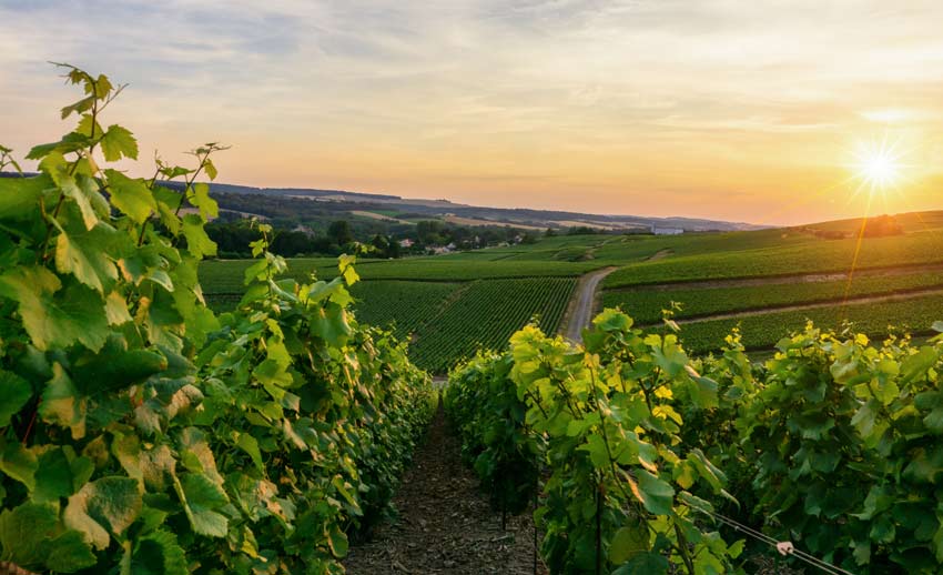 Wijngaard met Manzoni Bianco op kalkrijke bodem in Veneto