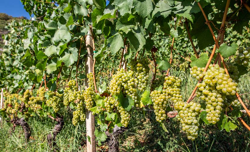 Incrocio Manzoni 13.0.25 druiven aan de rank