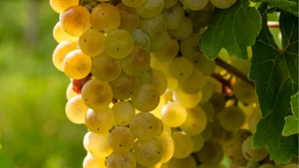 Inzolia druiven in de avondzon op sicilie