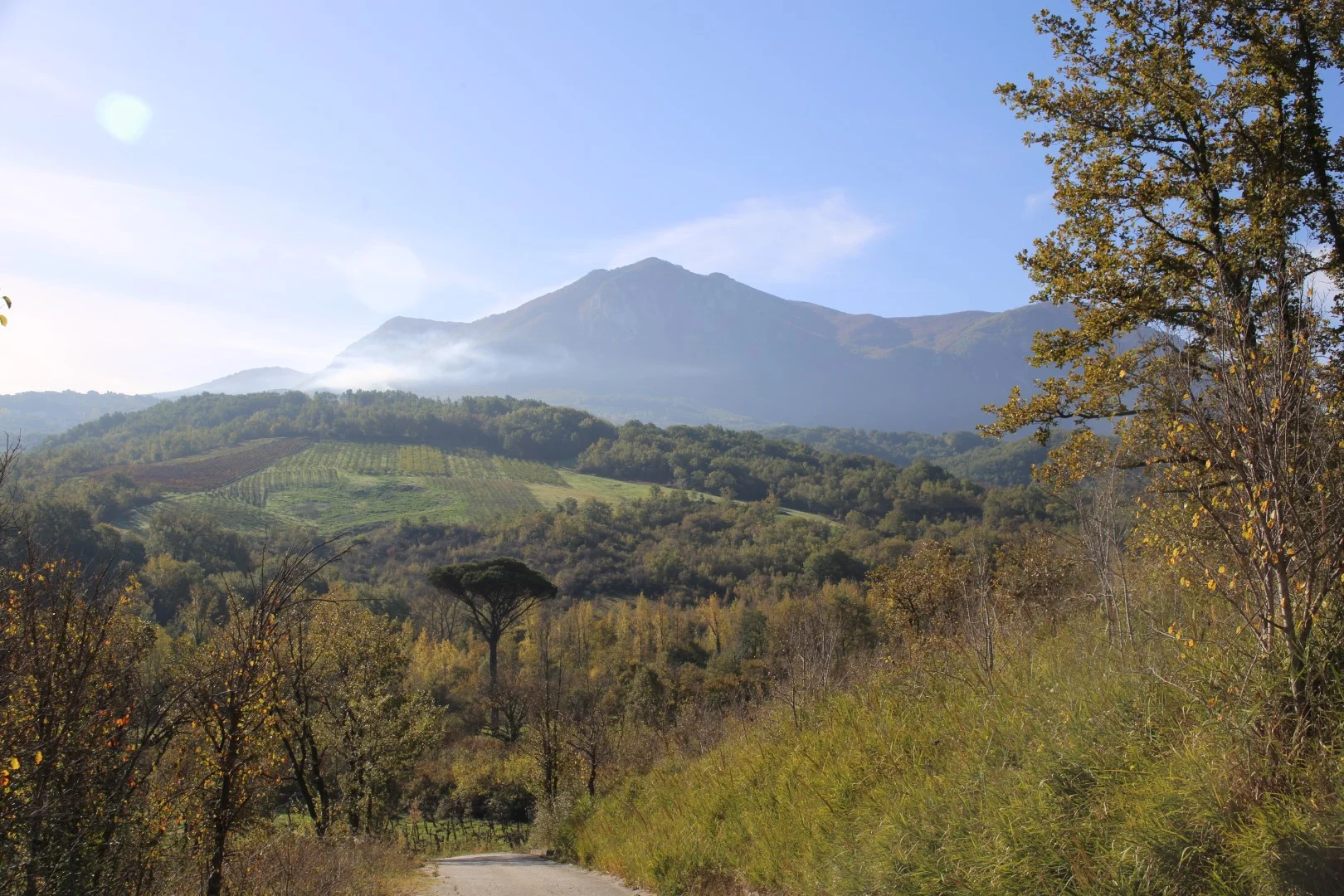 Wijngaard met Falanghina op vulkanische bodem bij Benevento