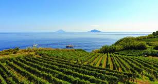 Wijngaard met Vermentino bij Sardijnse kustlijn