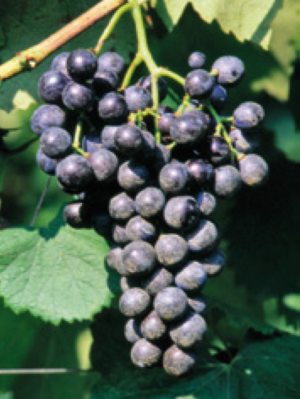 Tros Lambrusco druiven met kenmerkende vorm