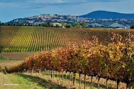 Wijngaard in Le Marche met rijpe Verdicchio-stokken