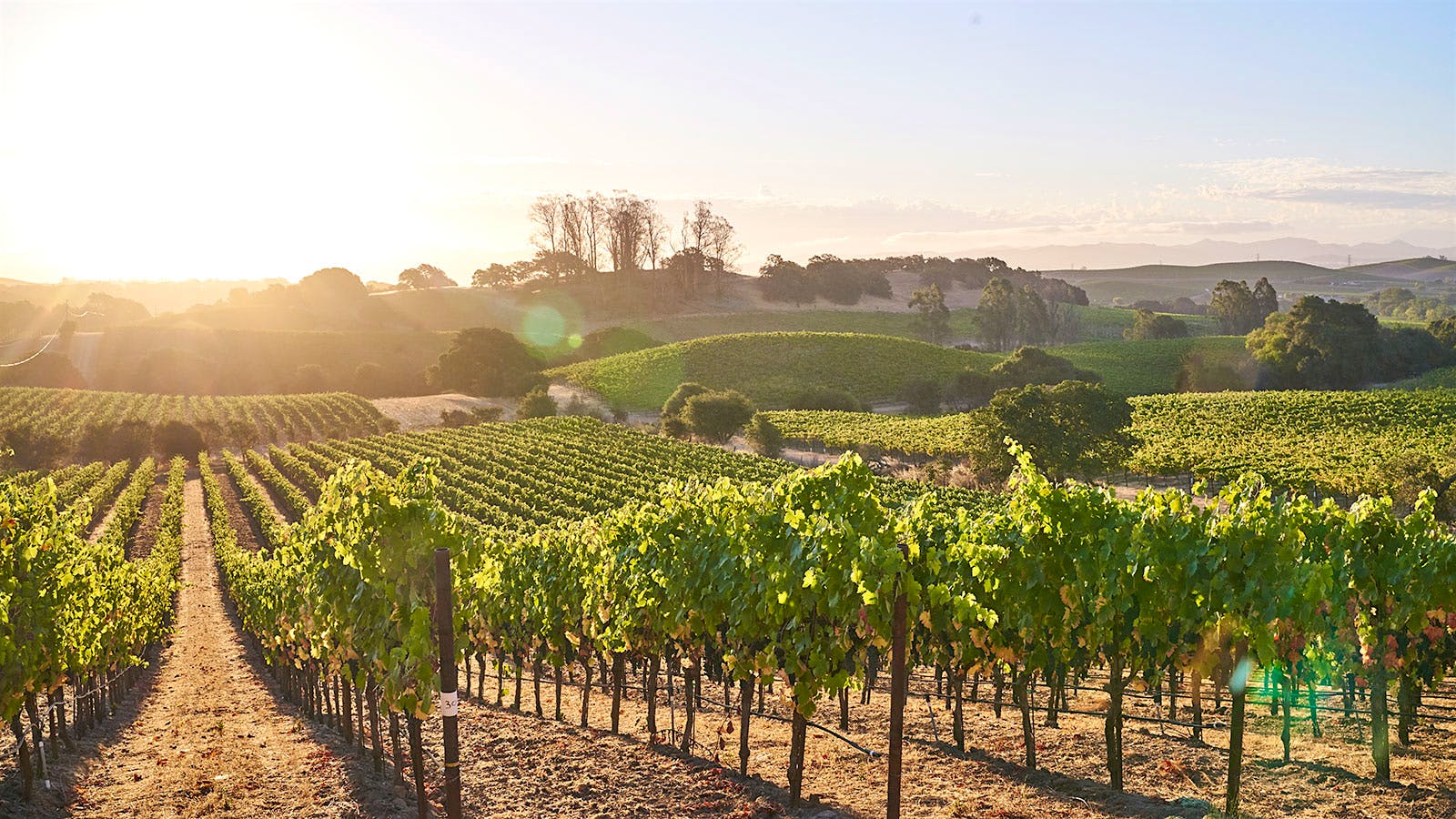 Wijngaard met Merlot-ranken in Friuli bij ochtendmist