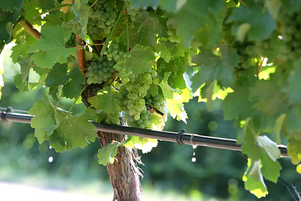Monica druiven vroeg in het seizoen