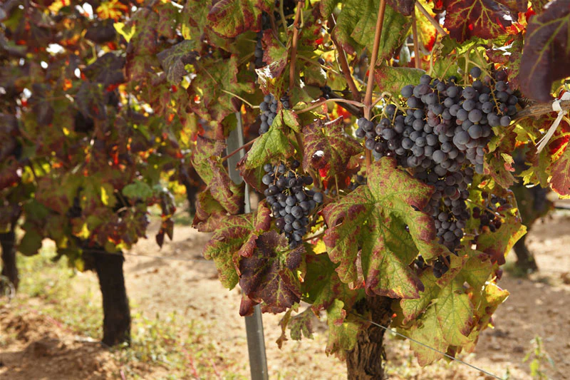 Rijpe Monica druiventros aan stok op Sardinië