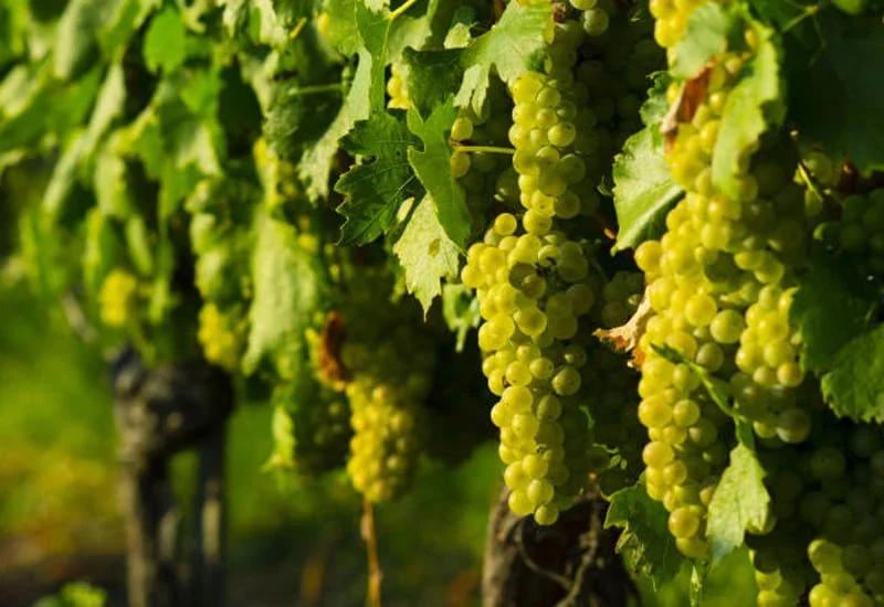 Trossen Moscato Bianco druiven hangend in Piemontese wijngaard