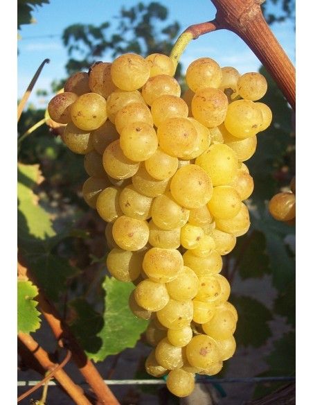 Volle tros Moscato Bianco druiven wijngaard in Piemonte