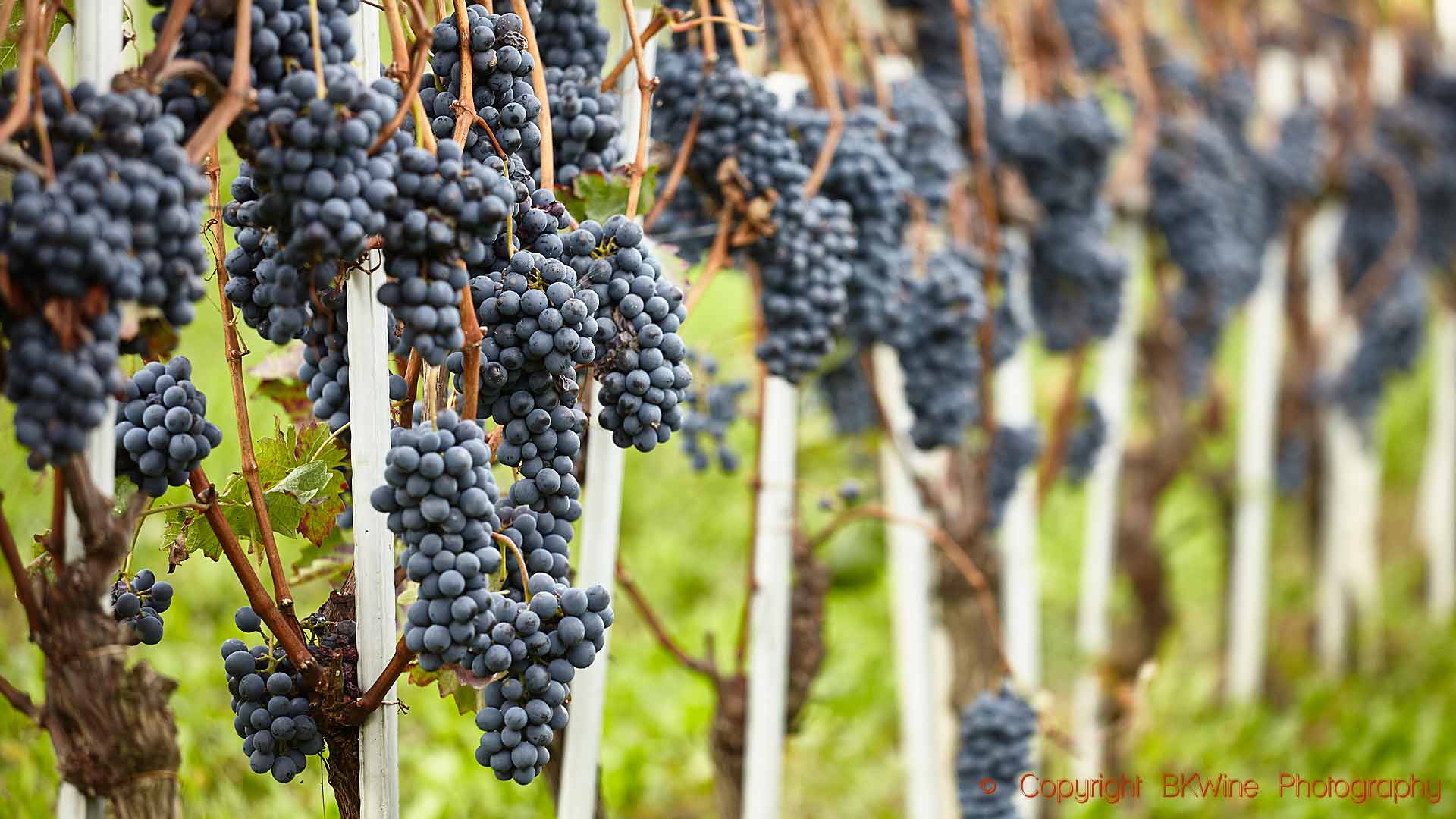 Rijpe Nebbiolo druiven in wijngaard bij Barolo