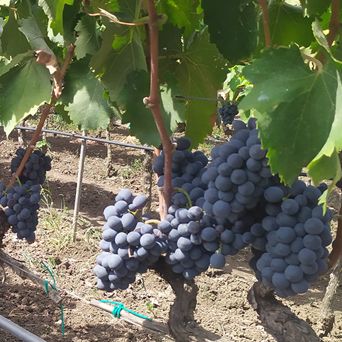 Negroamaro druiven van Vecchia Torre in d ewijngaard