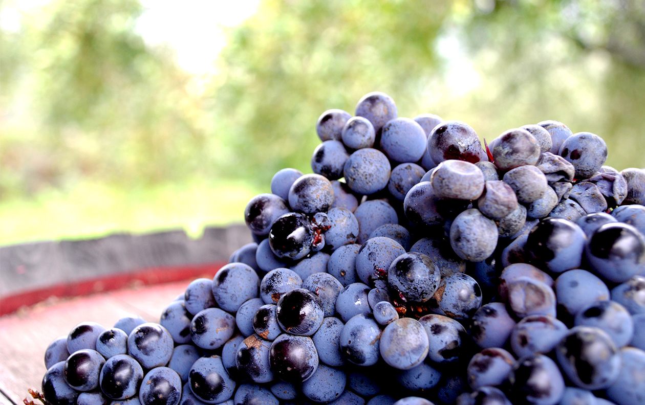 vers geooste Rijpe Nerello Cappuccio druiven
