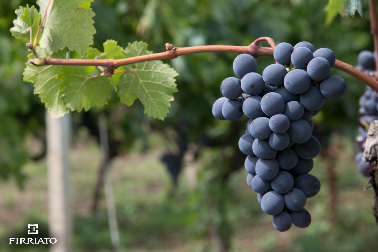 Rijpe Nerello Cappuccio druiven aan de rank op Etna flanken