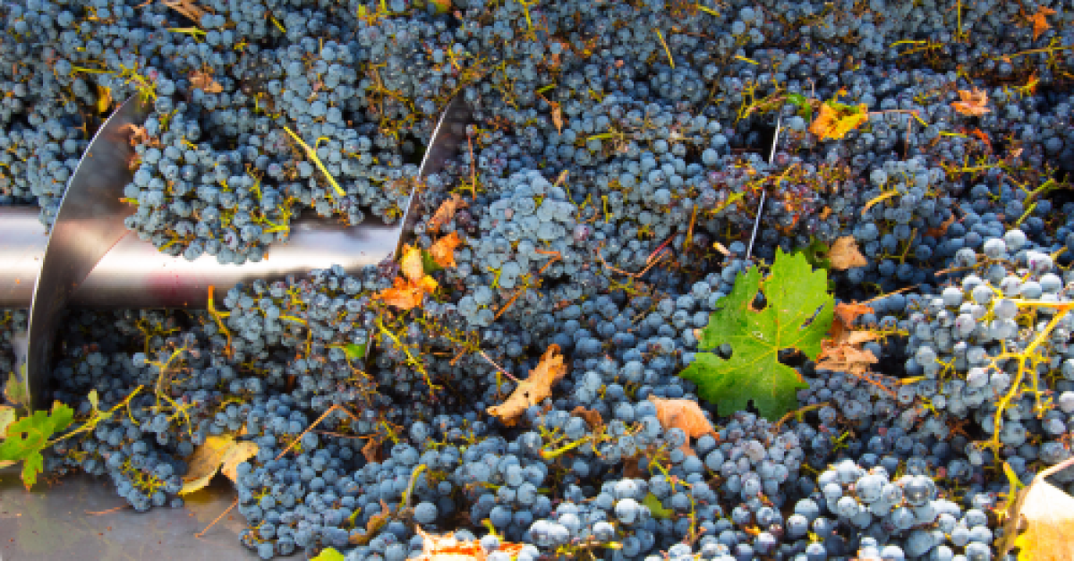 Geoogste Nero d'Avola druiven in de pers