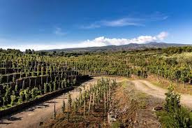 Trebbiano Toscano druiven in zonlicht op Toscaanse helling
