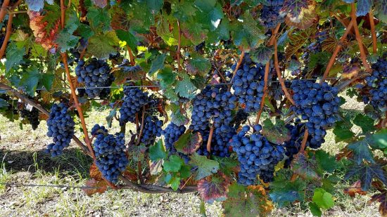 Piedirosso druiven aan wijnstok op vulkanische bodem