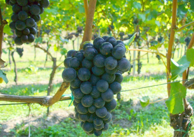 Rijpe Pinot Nero druiven aan wijnstok in Alto Adige