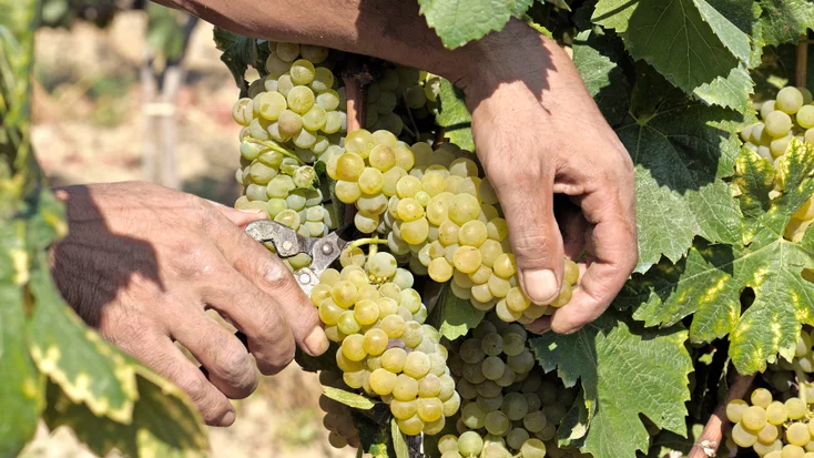 Oogst van Greco di Tufo druiven bij zonsopkomst in Campanië