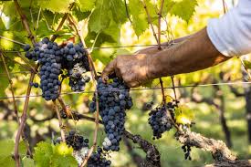 Controle van Pugnitello druif in Toscaanse wijngaard