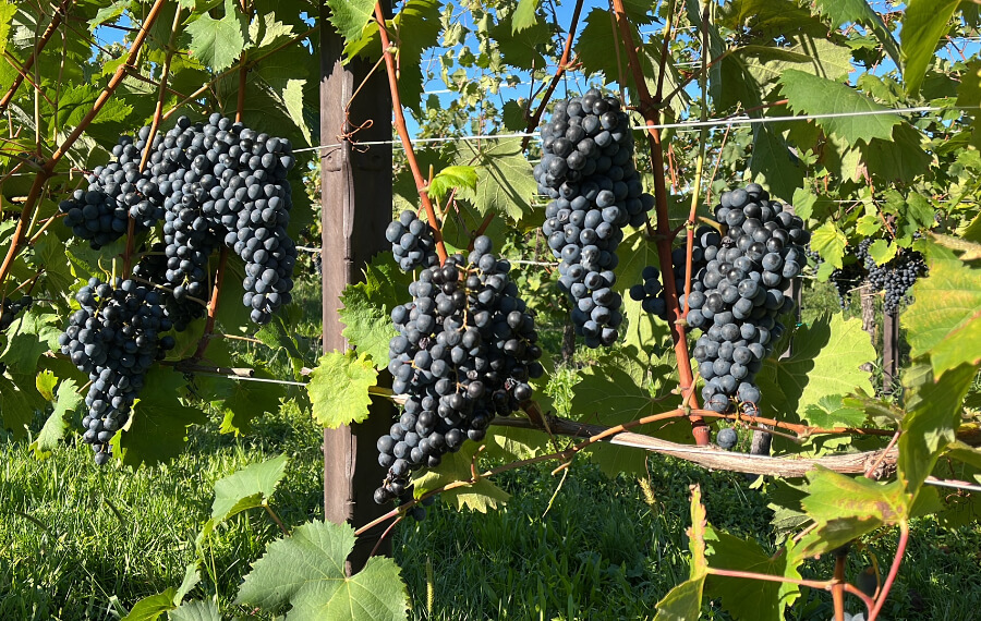 Rijpe Refosco druiven met rode steeltjes in Friuli