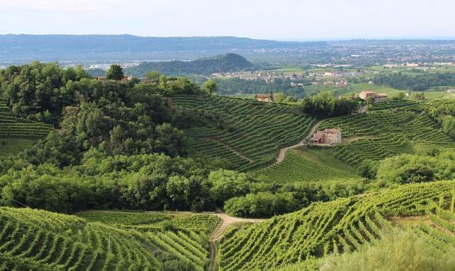 Wijngaard met Refosco stokken tegen heuvels van Colli Orientali
