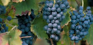 Volle trossen Refosco druiven in Friuli