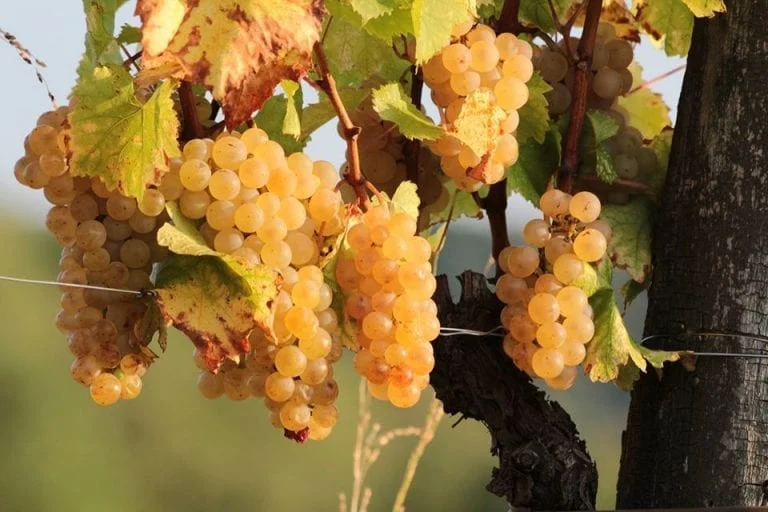 Rijpe Ribolla Gialla druiven aan de rank in de heuvels van Friuli