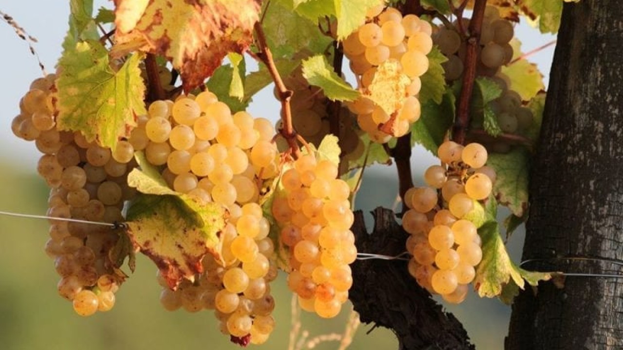 Volle bijna rijpe trossen Ribolla Gialla