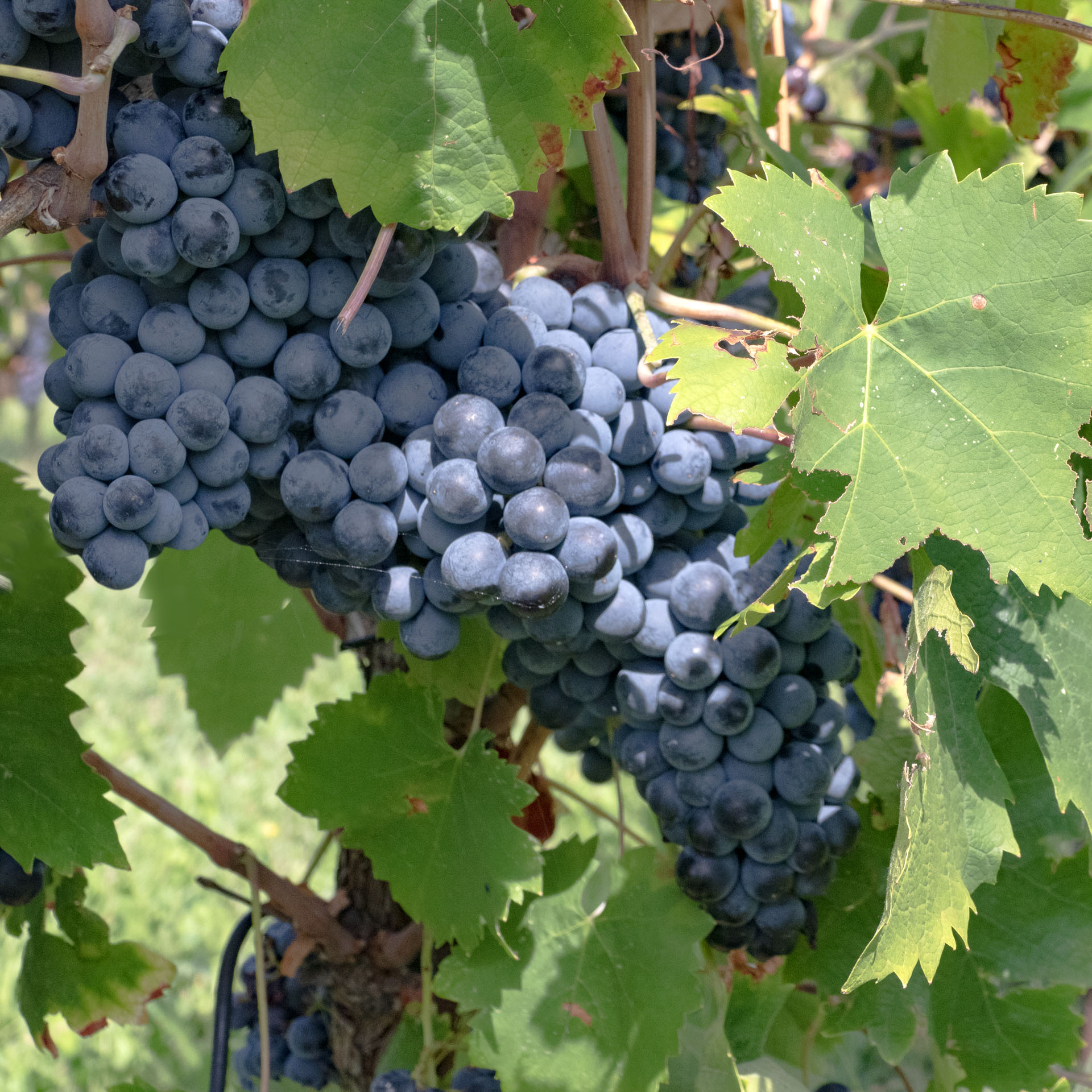 Volle tros Rossaro druiven, bijna rijp voor de pluk