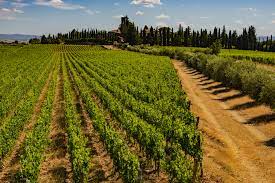 wijngaard van Sane Felice vol met Pugnitello