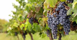 Syrah druiventros met ochtenddauw op Sicilië