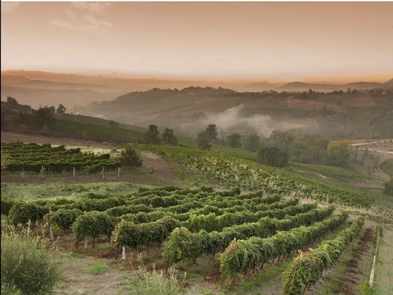 wijngaarden in het Amarone Classico gebied