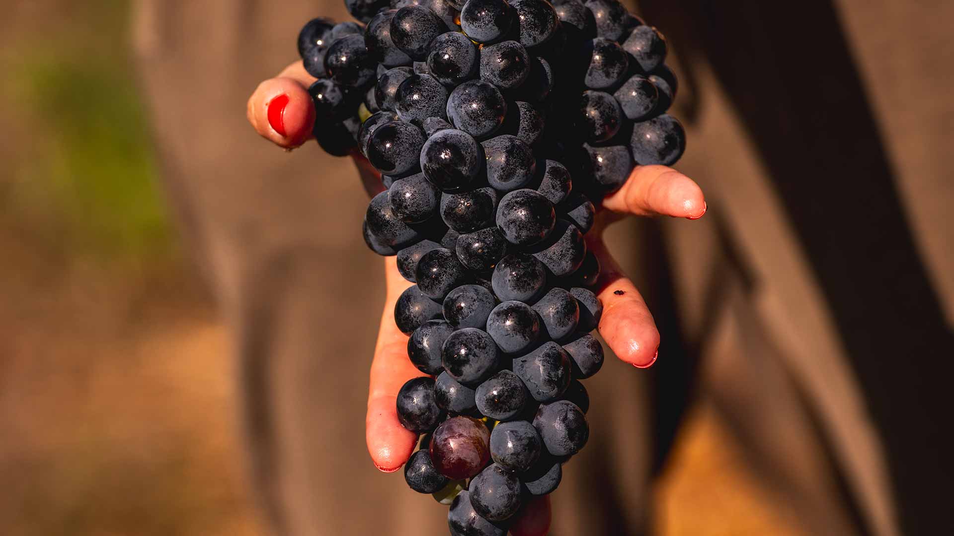 Net geoogste Negrara druiven